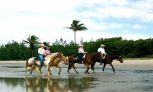 Optional Day Tour (Not Included) - Horseback Riding in Daintree Rainforest & Cape Tribulation