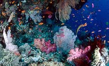 24th Sep - 1st Oct (Days 3 to 10) - 7 Night Liveaboard Dive Expedition Great Barrier Reef