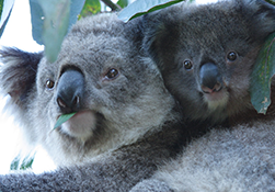 Koala in Melbourne