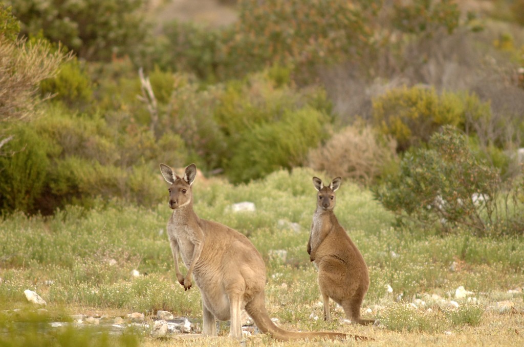 Things to See at Flinders Chase National Park