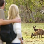 Kangaroo Island - Couple with Kangaroos