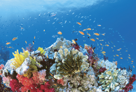 A Guide to the Great Barrier Reef