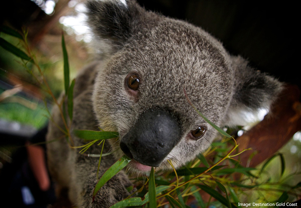 Close-up of a koala looking at the camera