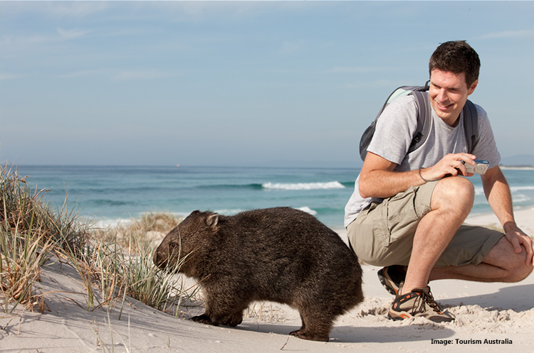 Wombat in Bay of Fires, Tasmania credit Tourism Australia