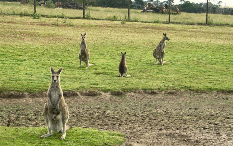 Kangaroos at Phillip Island Wildlife Park credit Unbound Outbound