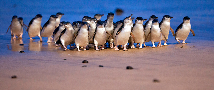 Phillip Island Penguins credit Visit Victoria