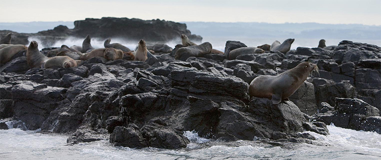Seal Rocks credit Visit Victoria