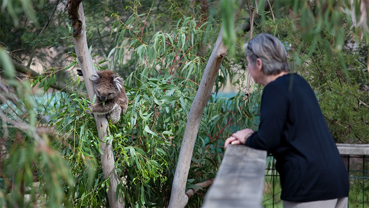 Visitor and koala at Koala Conservation Centre credit Visit Victoria
