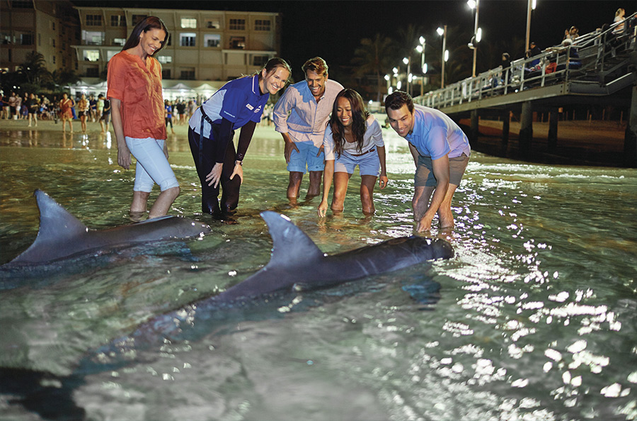 Dolphin Feeding Tangalooma Resort credit Tourism & Events Queensland Islands in Australia