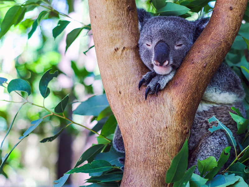Koala in tree credit Tourism Queensland