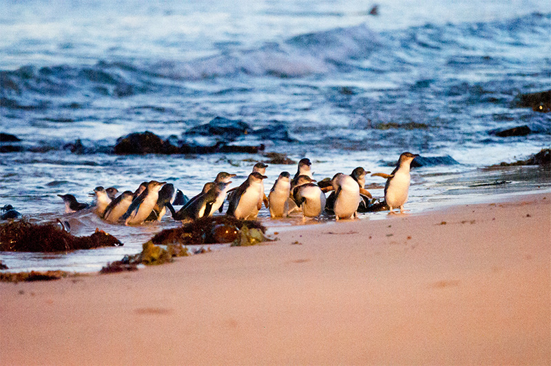 Phillip Island Penguins credit Tourism Australia