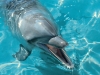 Dolphin at Seaworld