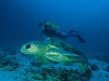 Heron Island Diving