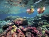Cruise & Snorkel Tour of the Great Barrier Reef