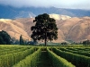 Wine Tours in New Zealand
