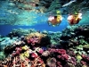 Snorkel the Reef