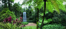 Scenic Rainforest and Nocturnal Tour with Dinner