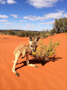 Australia, Northern Territory, Kangaroos