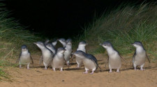 Phillip Island Penguin Parade Underground Viewing