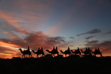 Camel Ride into the Uluru Sunrise