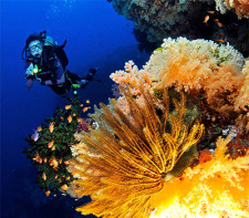 Scuba Dive Fiji