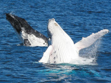 Dolphin & Whale Watching Experience