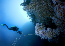 7 Night Diving in Fiji