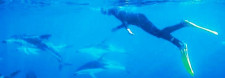 Dolphin Encounter, New Zealand 