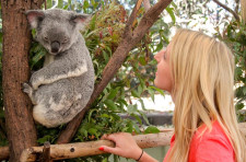 River Cruise to Koala Sanctuary