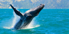 Whale Watching Luncheon Cruise