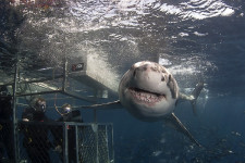 Australia Diving Great White Sharks