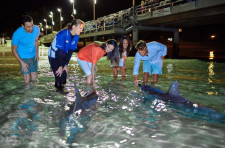 Tangalooma Activities with Dolphin Feeding