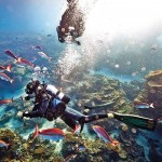 Heron Island Scuba Diving Australia