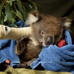 Koala having surgery at Healesville Sanctuary
