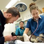 Koala having surgery at Healesville Sanctuary