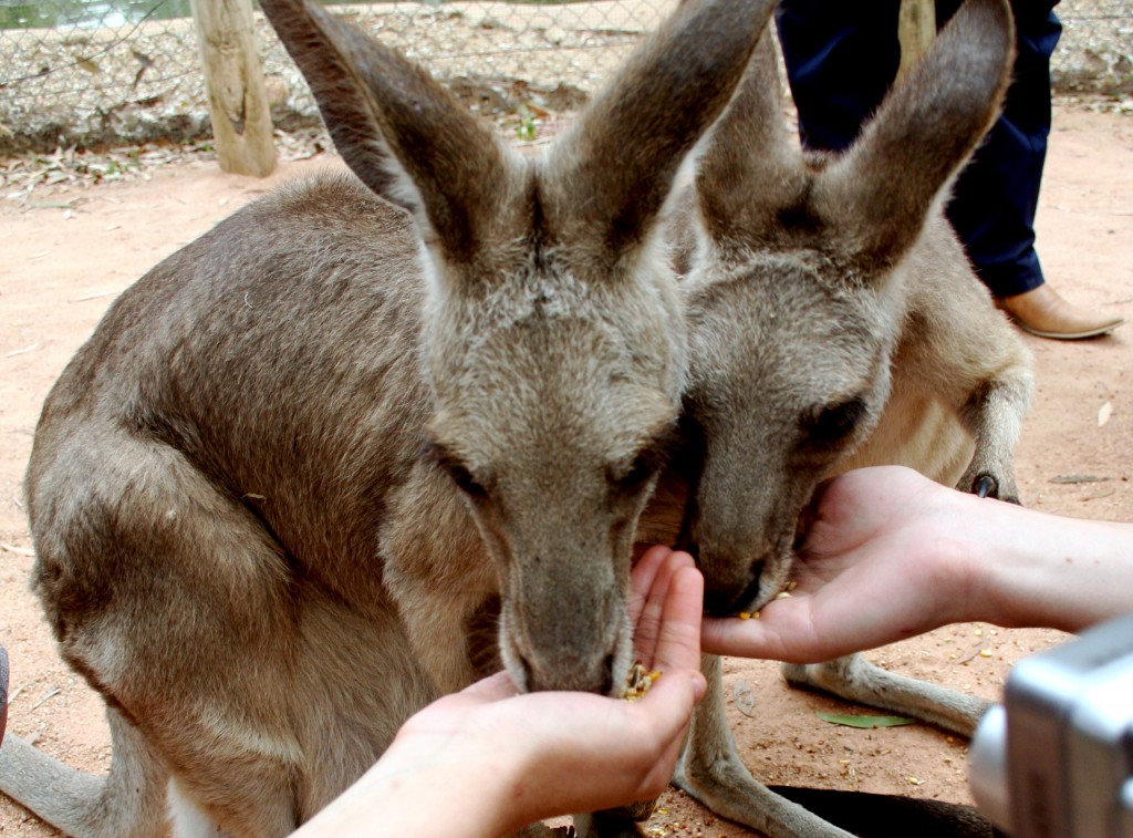 Feeding Kangaroos Australia's Outback