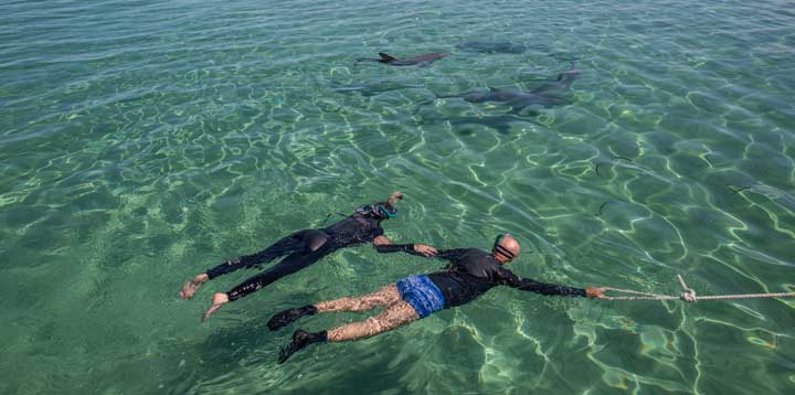 Kangaroo-Island-Swim-with-Wild-Dolphins