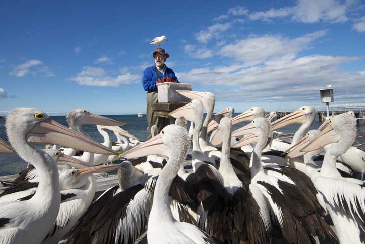 The Pelican Man and The Pelican Feeding Australia Must See