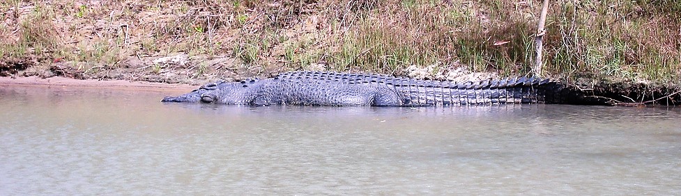 Bathing crocodile Kakadu National Park