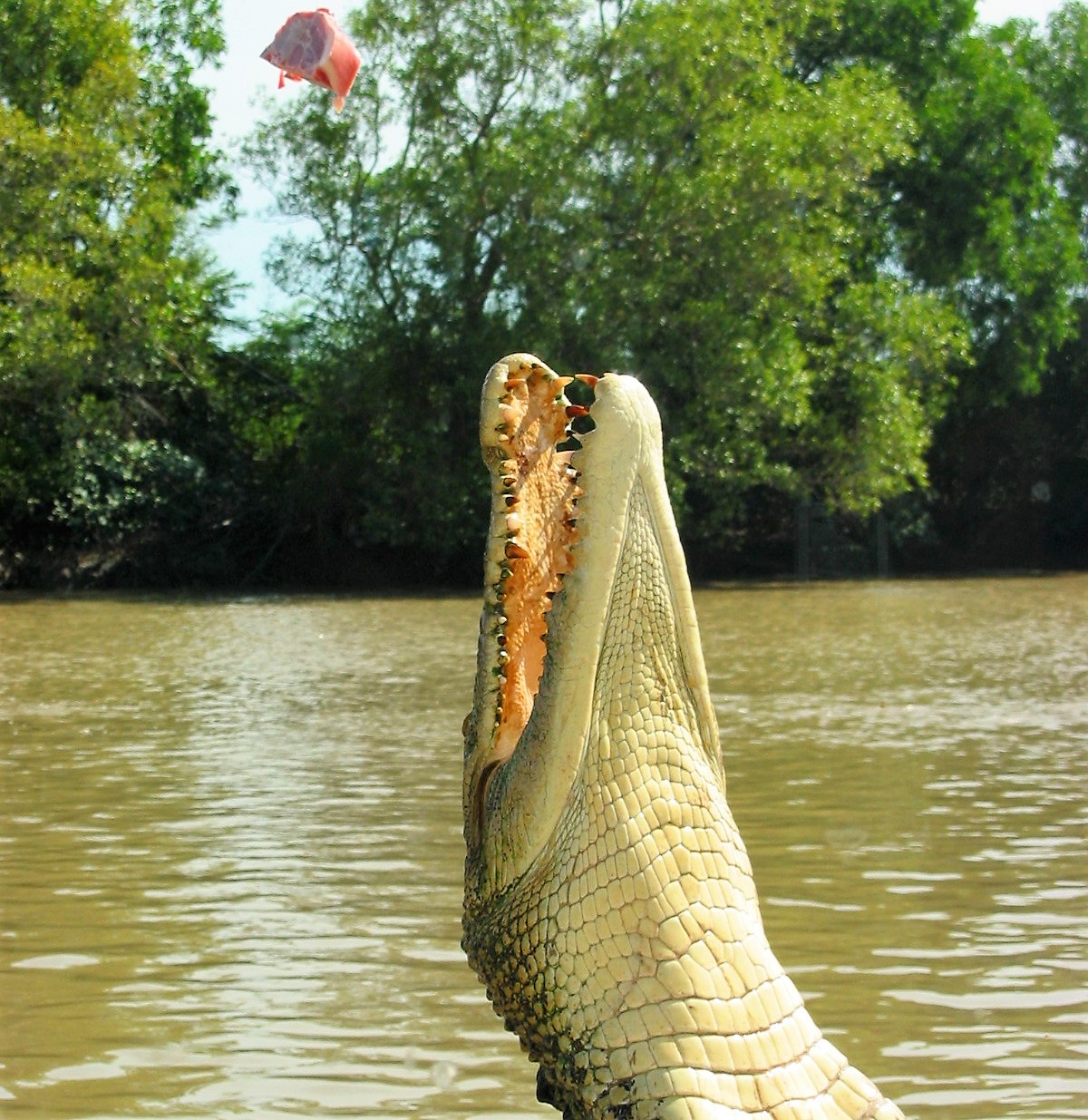 Crocodile jumping for meat in Kakadu