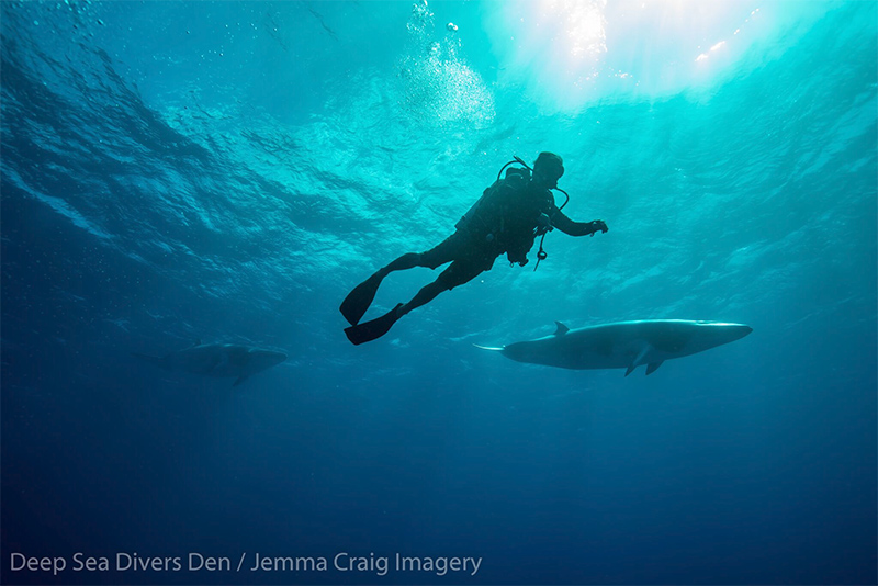 Diver and minke whale credit deep sea divers den Jemma Craig Imagery