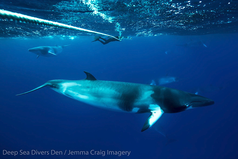 Diver with two minke whales credit Deep Sea Divers Den Jemma Craig Imagery