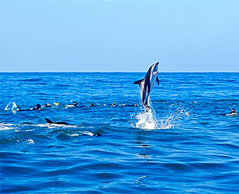 Dolphin Encounter Kaikoura New Zealand