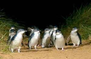 Little Penguins at Phillip Island