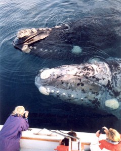 Southern Right Whales in Australia