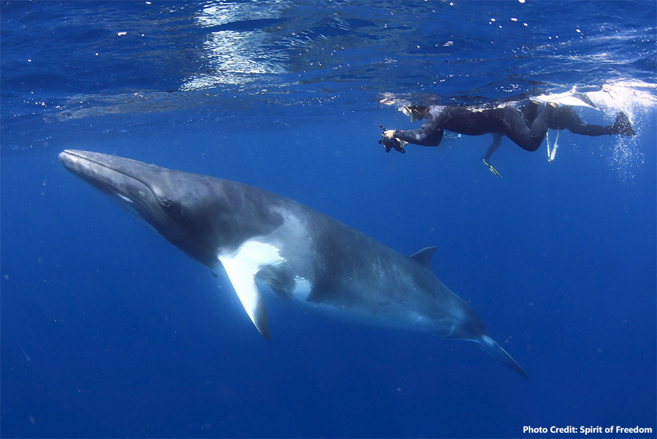 Swimming with Minke Whales