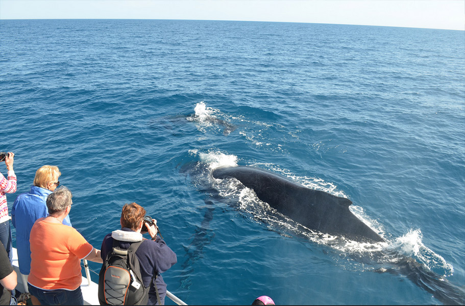 Whales in Hervey Bay