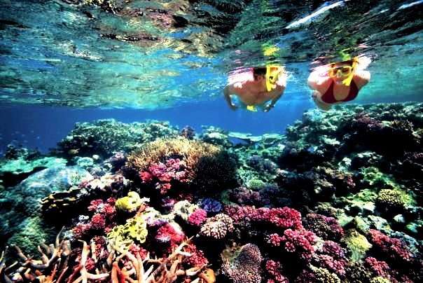 People snorkeling the Great Barrier Reef