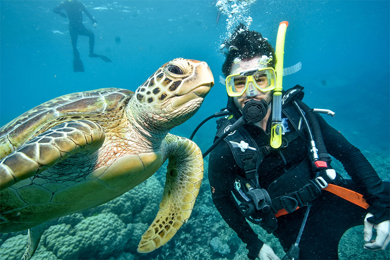 Nicholas Culhane posing with a sea turtle while diving at the Great Barrier Reef