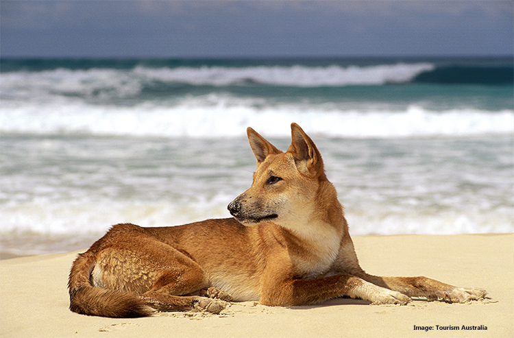Dingo, Fraser Island, QLD credit Tourism Australia